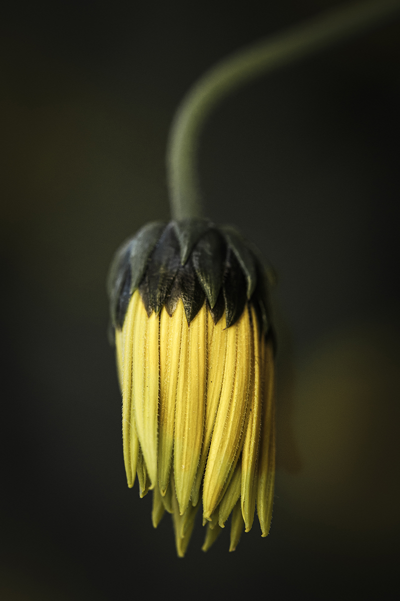 Hélianthe fanée tombante de la série Au fil des saisons de Chrystelle Raso Photographe