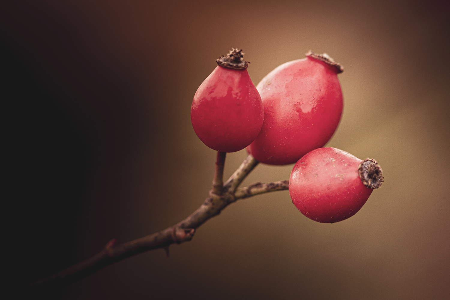 photographie artistique et contemplative d'aubépine