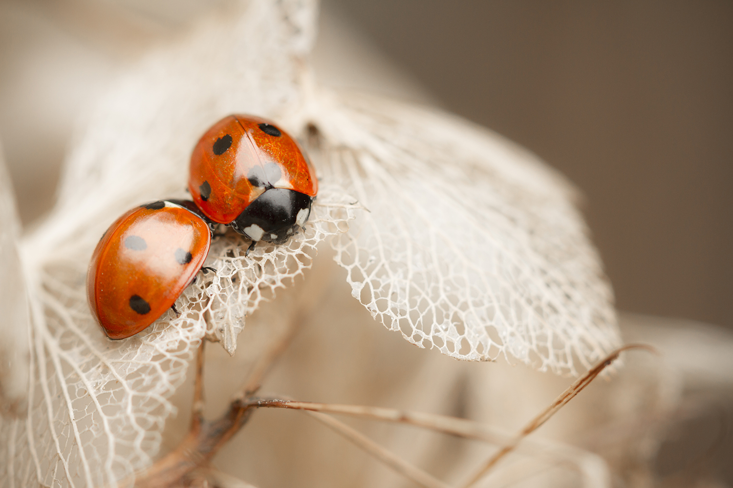 coccinelles en macro photographie sur fleur d'hortensia fanée