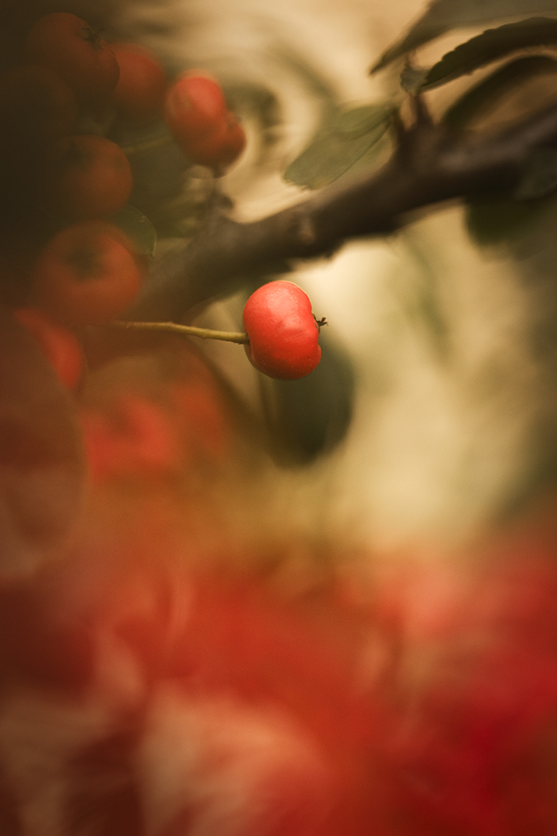 Photographie macro de fleur a petites boules rouges