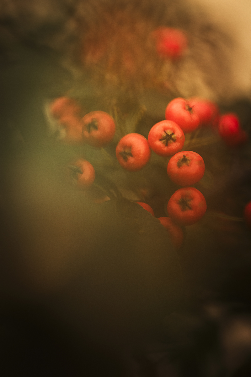 cotonéaster en photographie macro et artistique