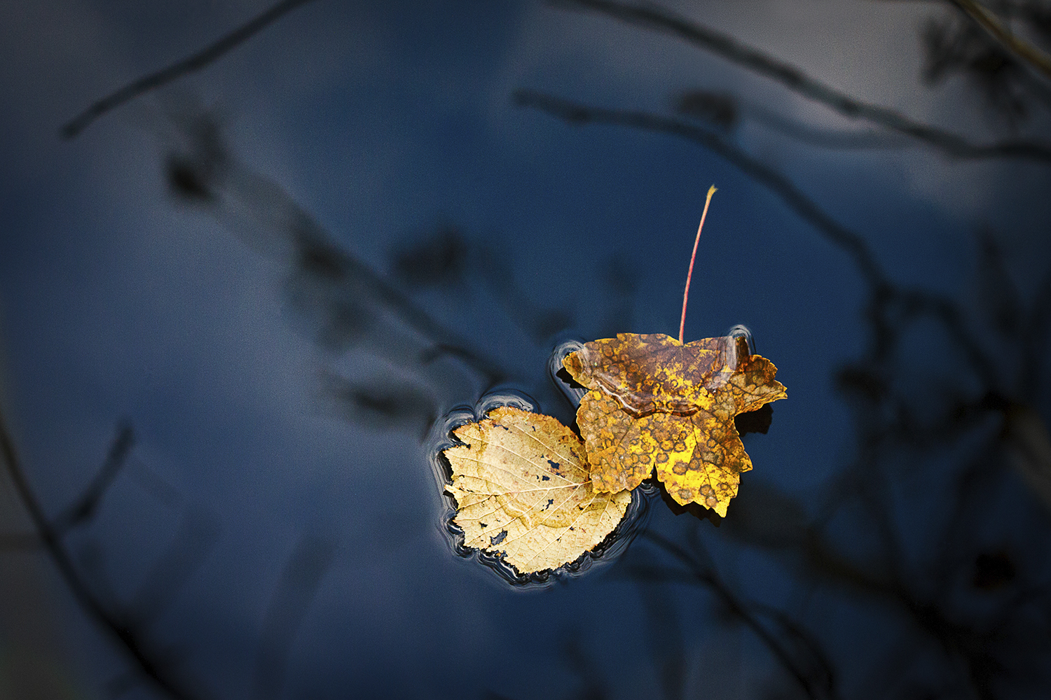 photographie artistique de feuilles jaunes d'automne qui flottent sur le Morin