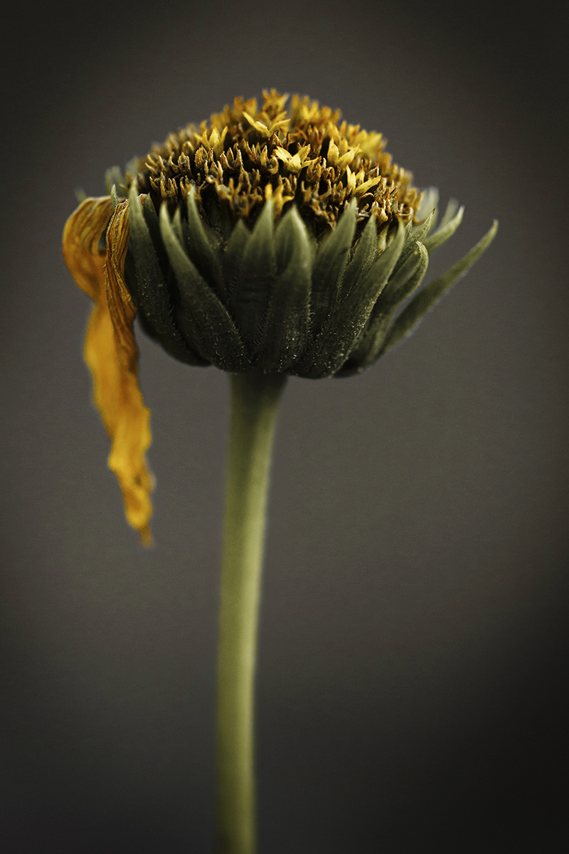 fleur d'hélianthe fanée en macro photographie artistique