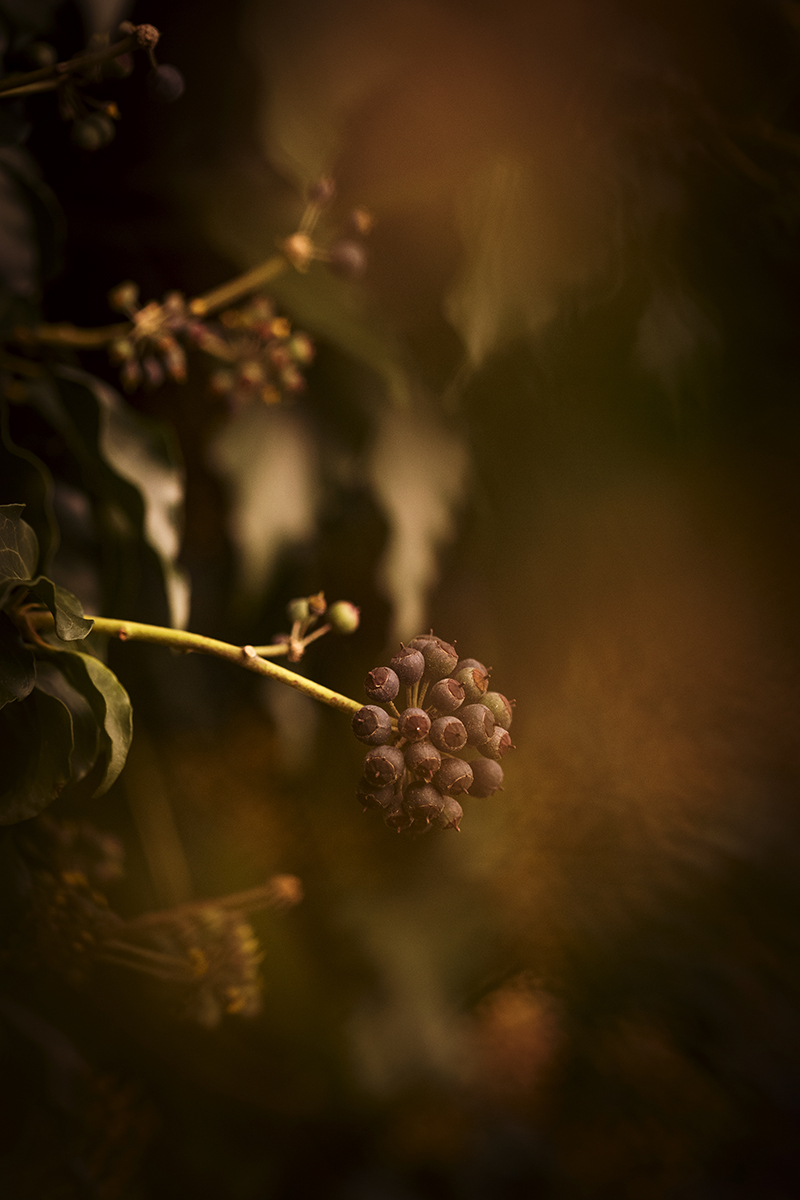 photographie artistique et contemplative de fleur de lierre en hiver