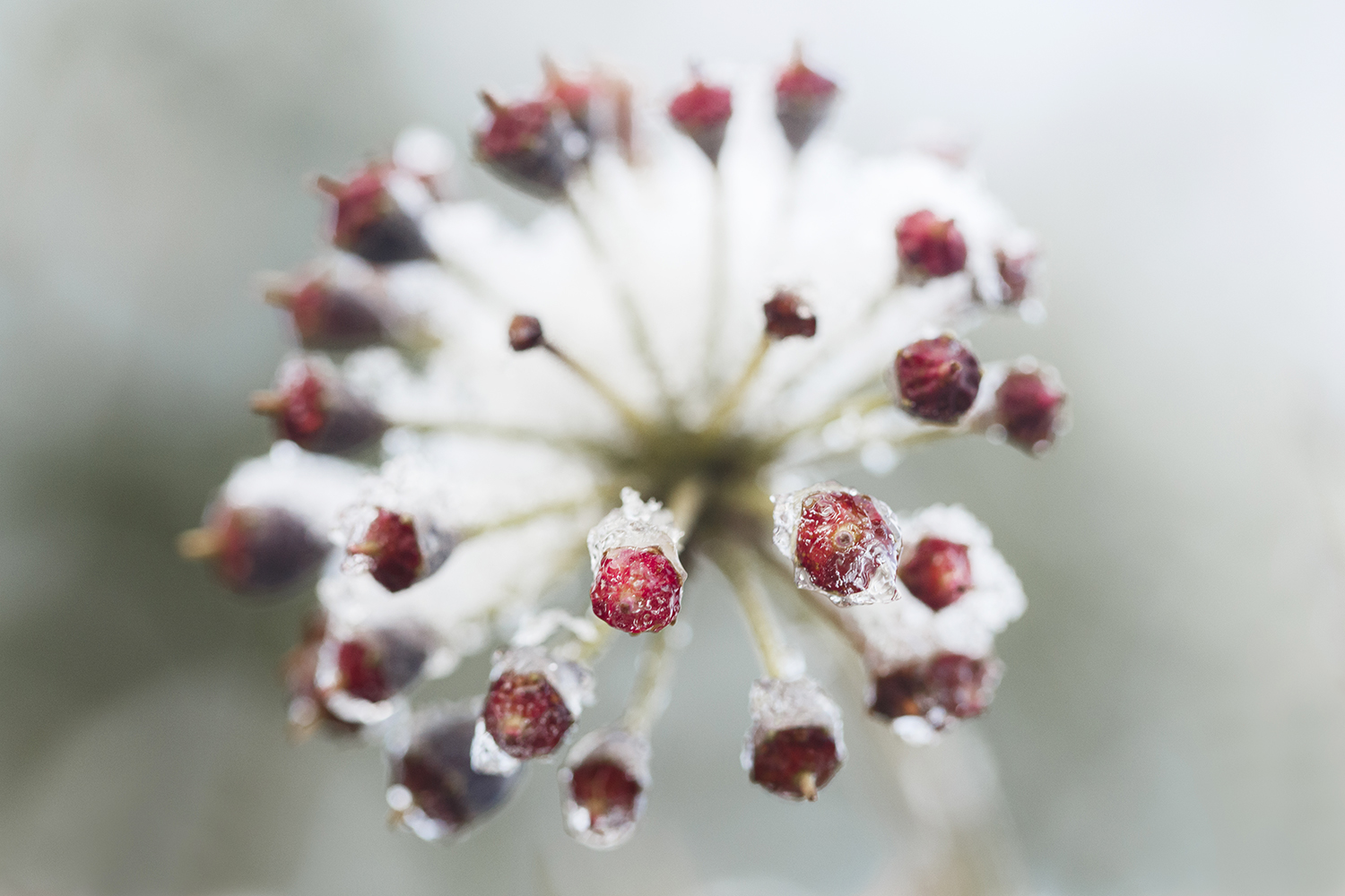 la neige sur un arbuste rouge, photographie artistique et contemplative