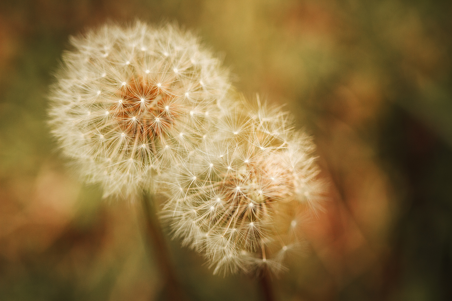 fleurs de pissenlit en macro photographie