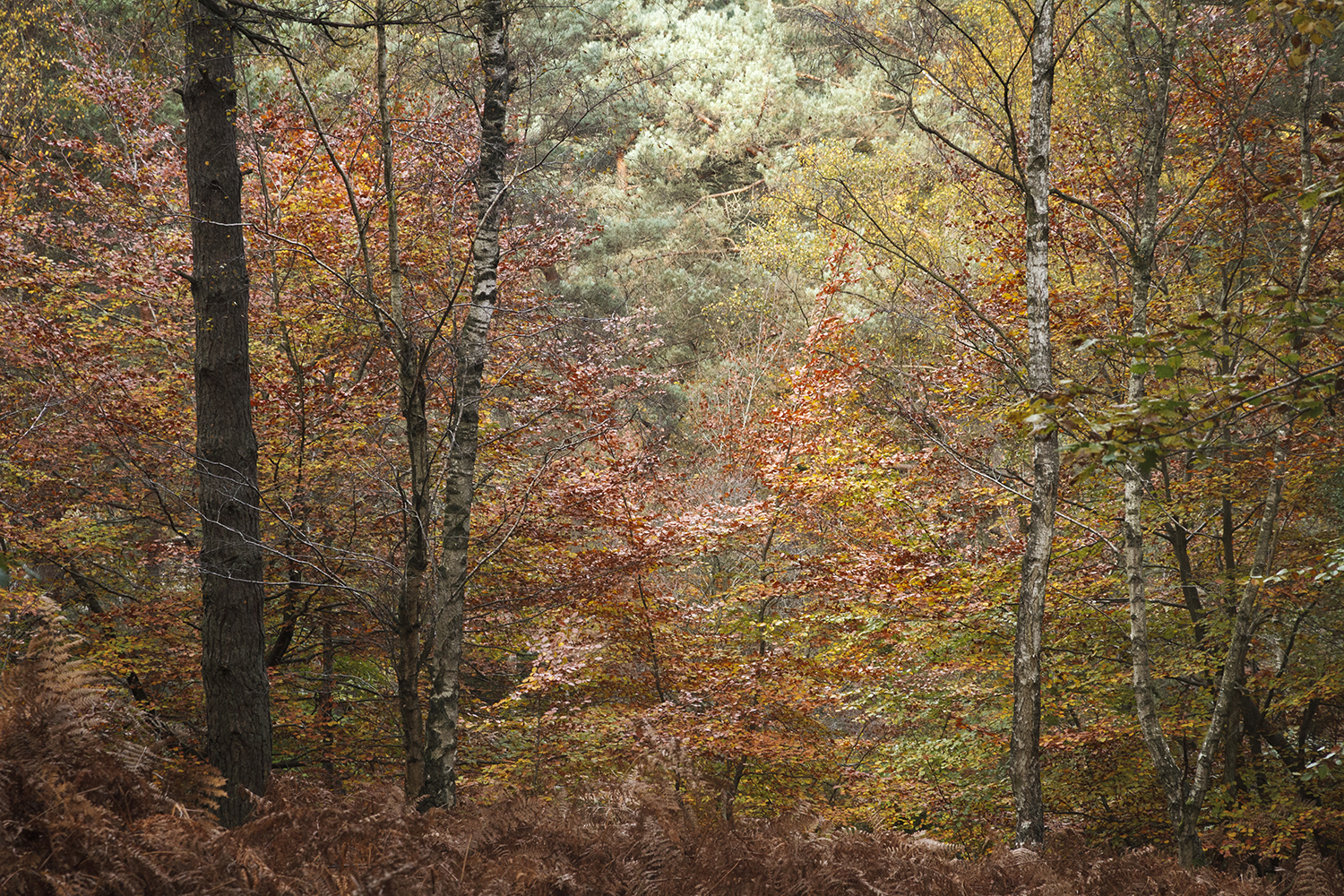 la forêt de Fontainebleau en automne, photographie artistique et contemplative