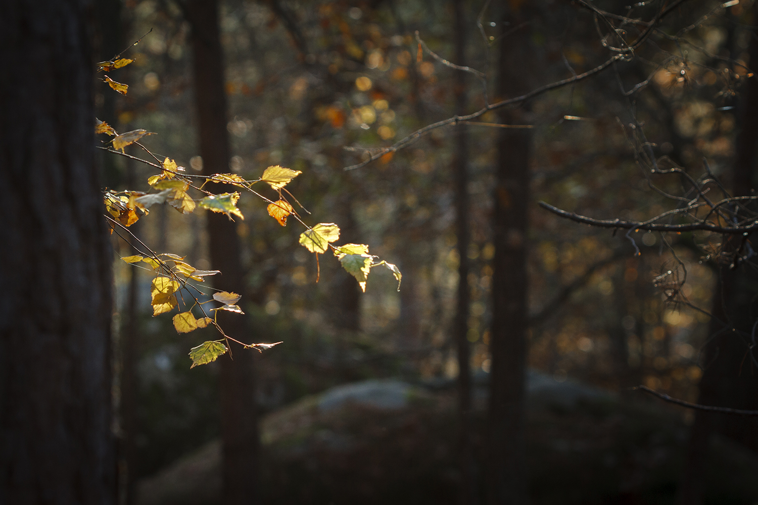 photographie artistique et contemplative de feuilles de bouleau en foret de fontainebleau au coucher du soleil