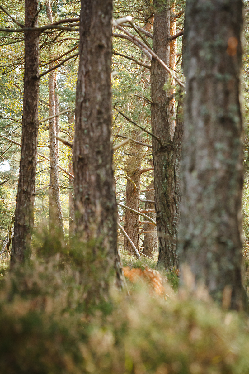 photographie artistique et contemplative de la foret de Fontainebleau
