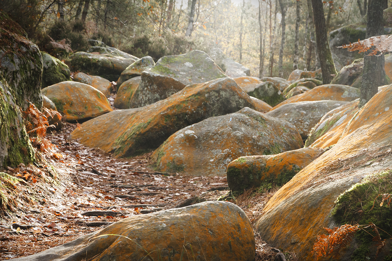 Les rochers de la forêt de Fontainebleau aux teintes orangés.