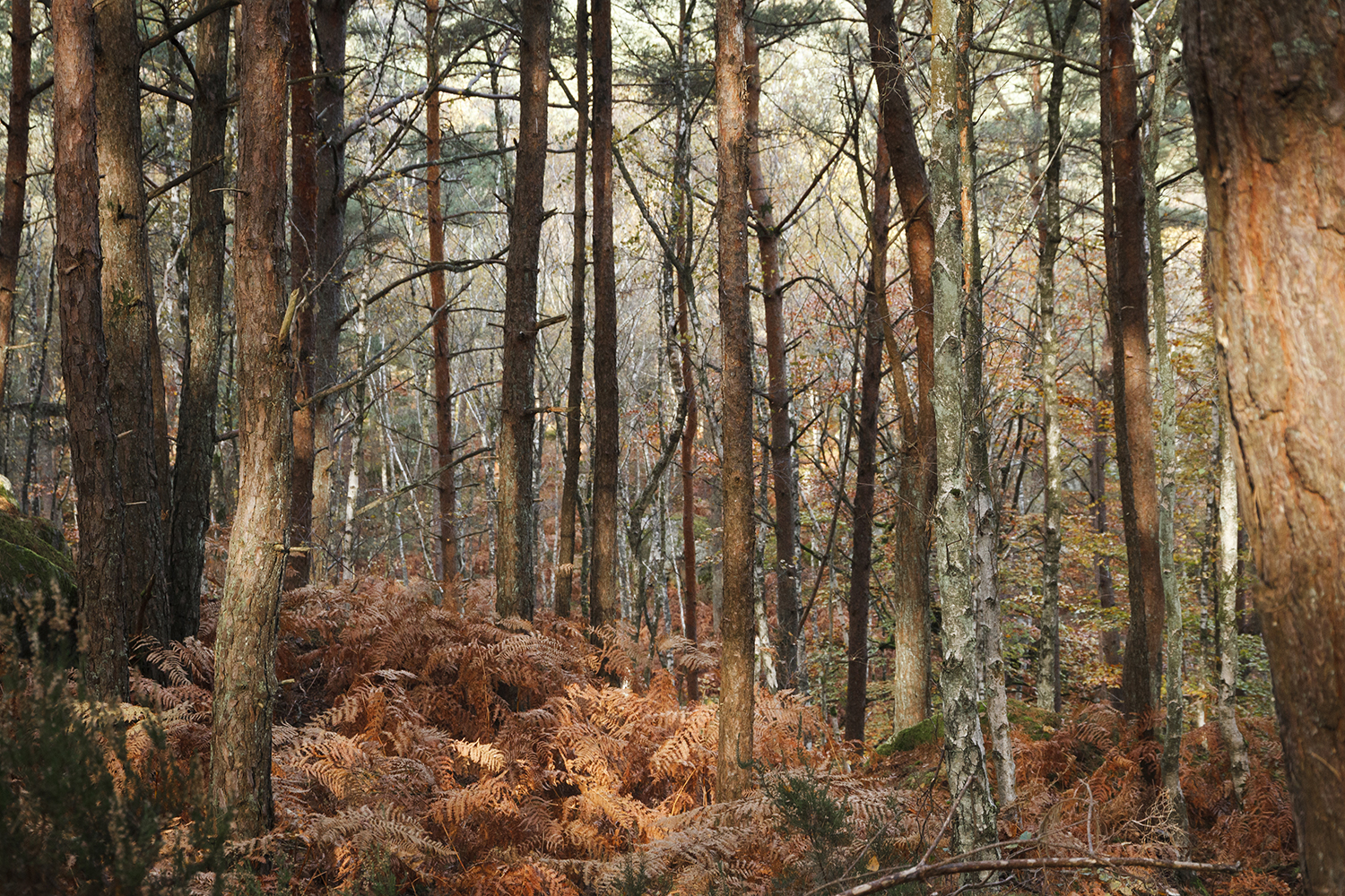 photographie artistique et contemplative de la foret de Fontainebleau Barbizon