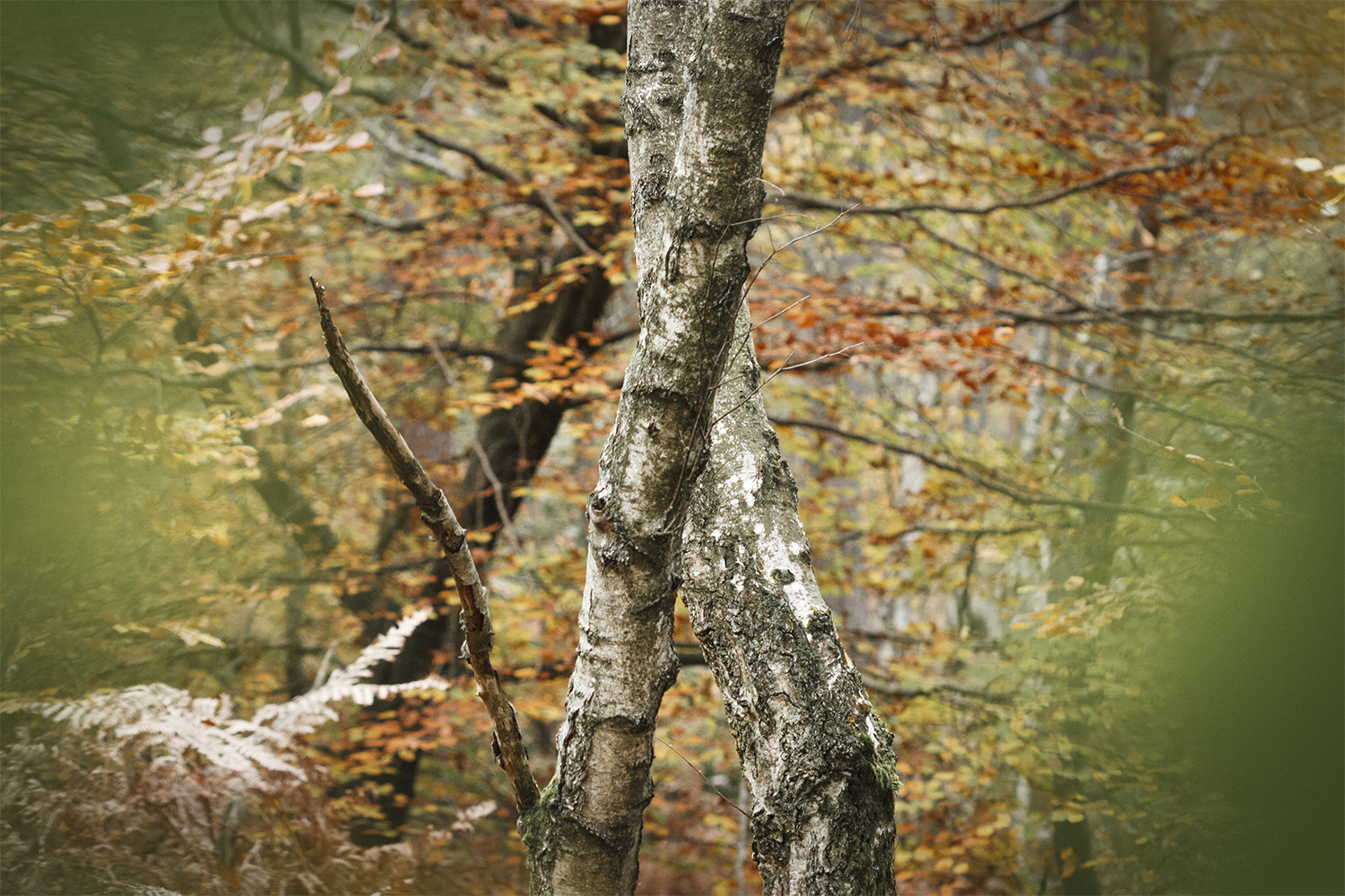 deux troncs enlacées en fôret de Fontainebleau pendant la saison d'automne