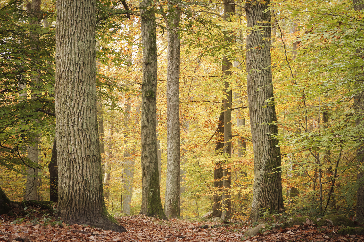 L'automne en fôret de Fontainebleau